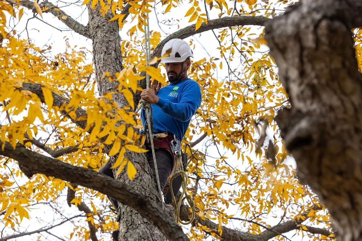Skilled Tree Planing crew working in Wheelersburg