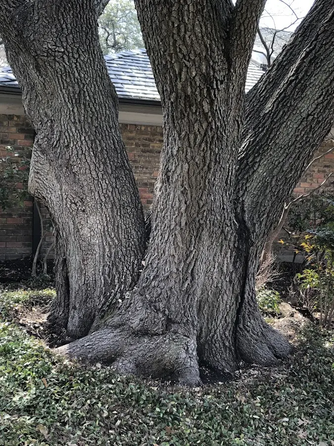 Mature heritage tree close to a Wheelersburg property cared for by certified arborists